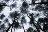 The tops of the pines, such as scrambling